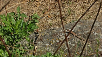 Zwei weibliche Mauereidechsen (Podarcis muralis brongniardii).