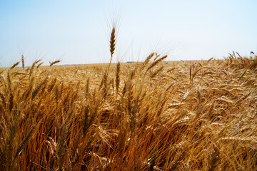 field of wheat in Kansas © Silver Edge
