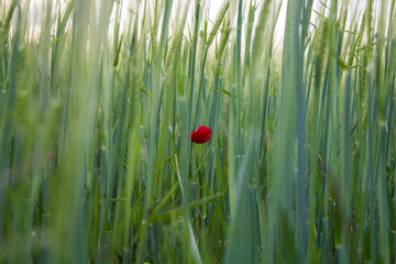 amapola roja en mitad de un campo de teigo verde