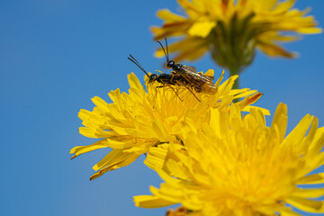 Black Soldier Fly Flies insect Hermetia Illucens mating on yellow dandelions
