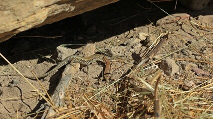 Paar der Mauereidechse (Podarcis muralis brongniardii).