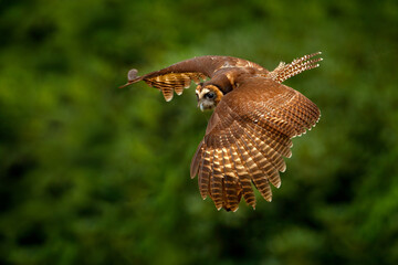 Spectacled Owl, Pulsatrix perspicillata, big owl in the nature habitat, flight in the gree forest, Costa Rica. Wildlife in Central America. Young owl fly in vegetation. Bird in wild nature.