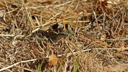 Weibliche Mauereidechse (Podarcis muralis brongniardii).