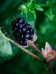 Wildberry looks delicious