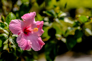 Obraz premium pink hibiscus