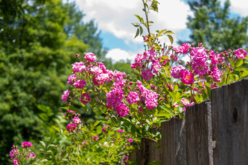 Obraz premium Pink roses sitting on the fence of a house