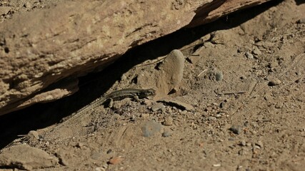 Weibliche Mauereidechse (Podarcis muralis brongniardii).