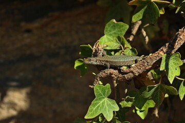 Weibliche Mauereidechse (Podarcis muralis brongniardii).