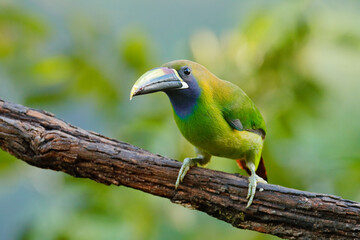 Blue-throated Toucanet, Aulacorhynchus caeruleogularis, green toucan in the nature habitat, mountains in Costa Rica. Wildlife scene from tropic forest. Green bird sitting on the branch.