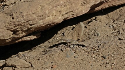 Weibliche Mauereidechse (Podarcis muralis brongniardii).