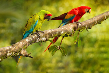 Ara ambigua, green parrot Great-Green Macaw on tree. Wild rare bird in the nature habitat, sitting on the branch in Costa Rica. Wildlife scene in tropic forest. Dark forest with macaw parrot.