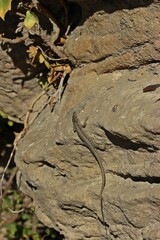 Männliche Mauereidechse (Podarcis muralis brongniardii)