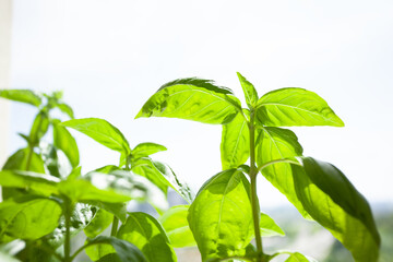 Green basil growing on a windowsill, spice.