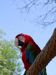 colourful parrots close up shot