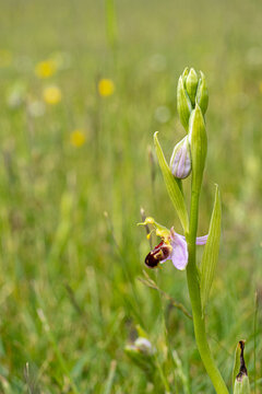 Close up low level marco viewe of bee orchid plant growing wild in green grass field