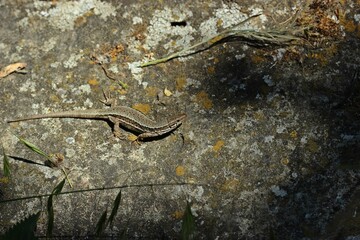 Weibliche Mauereidechse (Podarcis muralis brongniardii).