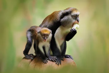 Gartenposter Fruit feeding family. Campbell's mona monkey or Campbell's guenon monkey, Cercopithecus campbelli, in nature habitat. Primate from Ivory Coast, Gambia, Ghana, tropic Africa © ondrejprosicky