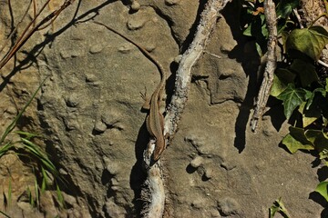 Weibliche Mauereidechse (Podarcis muralis brongniardii).