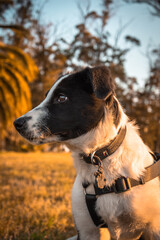 Mirada de un cachorro