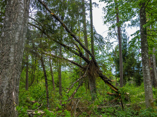 Fototapeta premium Wild pine forest in Latvia. Green Latvian forest.