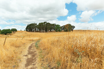 Yellow field against the backdrop of beautiful clouds