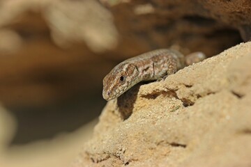 Mauereidechse (Podarcis muralis brongniardii).