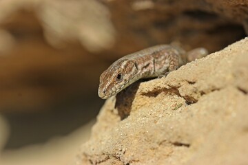 Mauereidechse (Podarcis muralis brongniardii).