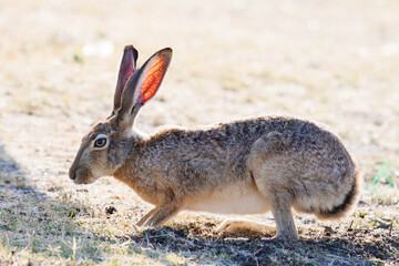 Jack rabbit