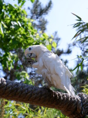 colourful parrots close up shot