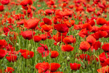 Fototapeta na wymiar field with poppy flowers in selective focus