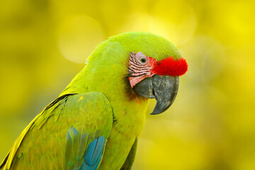Green macaw portrait. Green parrot Great-Green Macaw, Ara ambigua. Wild rare bird in the nature habitat, sitting on the branch in Costa Rica. Birdwatching in Central America.