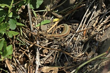 Weibliche Mauereidechse (Podarcis muralis brongniardii).