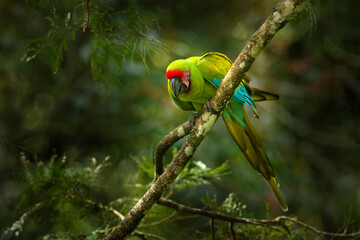 Big green parrot Great-Green Macaw on tree, Ara ambigua, Wild rare bird in the nature habitat, sitting on the branch in Costa Rica. Wildlife scene in tropic forest. Dark forest with macaw parrot. © ondrejprosicky