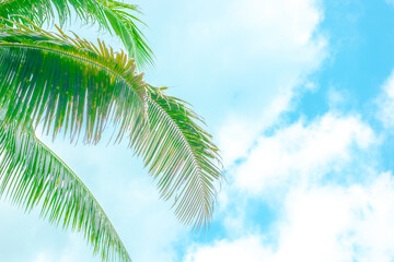 green palm leaves on the left against a blue sky with clouds with copy space, template for text