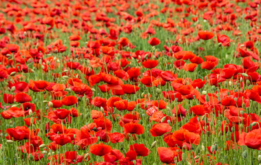 field with poppy flowers in selective focus