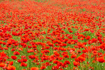 field with poppy flowers in selective focus