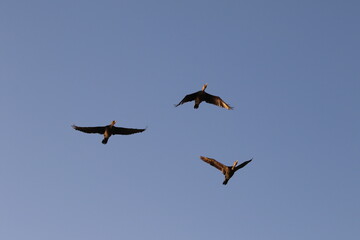 Kormorane in Formation