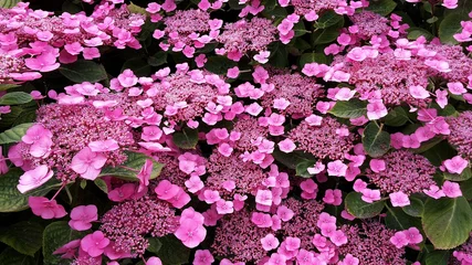 Fototapete Hortensie Double flowered pink Hortensia or Hydrangea Macrophylla flowers, in the garden.  © beres