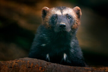 Wolverine portrait. Detail close-up of wild animal. Wolverine in Finland taiga. Dangerous animal in...