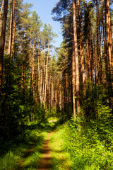 Fototapeta na wymiar Summer nature background with sun beam . Green landscape . Sunny forest early in the morning