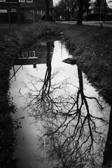 Silhouette of trees without leaves in a ditch by the side of the road, executed in black and white.