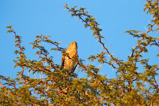 Greater kestrel or white-eyed kestrel, Falco rupicoloides, sitting on the tree branch with blue sky, Kgalagadi, Botswana, Africa. Wildlife scene from African nature. Kestrel in habitat