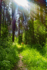 Summer nature background with sun beam . Green landscape . Sunny forest early in the morning