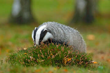 Obraz premium Badger in the forest, animal in nature habitat, Germany, Europe. Wild Badger, Meles meles, animal in wood. Mammal in environment, rainy day. Wildlife nature.