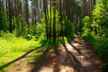 Summer nature background with sun beam . Green landscape . Sunny forest early in the morning