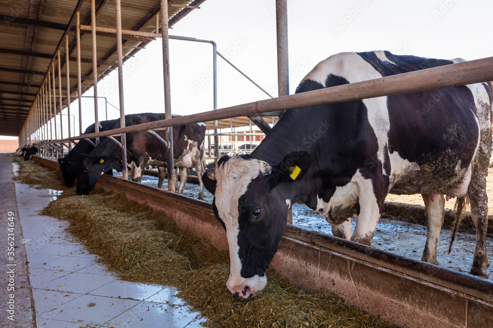 Wall mural dairy cows in a farm. modern farm cowshed with milking cows eating hay