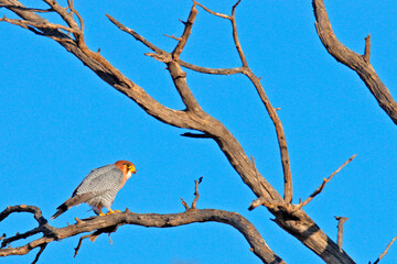 Red-necked falcon, Falco chicquera, bird of prey sitting on the old tree branch, Kgalagadi desert, Botswana. Small falcon from South Africa, nature habitat, ble sky.