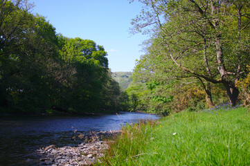 river with bluebells on the banks