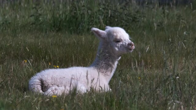 White Alpaca Baby, Cria, Animal Lying Down In English Grass Meadow Field Sunny Spring Day 60FPS