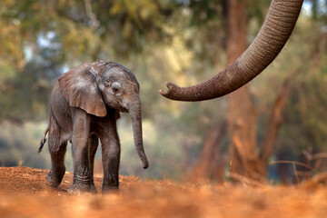 Trunk with young pup Elephant at Mana Pools NP, Zimbabwe in Africa. Big animal in the old forest,...